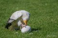 percnoptere-a74_07490