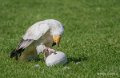percnoptere-a74_07491