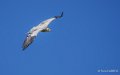 percnoptere-a74_07519