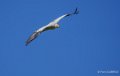 percnoptere-a74_07520