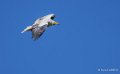 percnoptere-a74_07524
