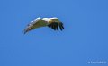 percnoptere-a74_07525