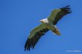 percnoptere-a74_07573