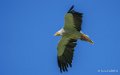 percnoptere-a74_07574