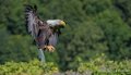 pygargue-a74_07463