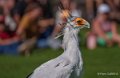 serpentaire-a74_07500