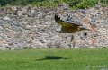 vautour-a74_07630