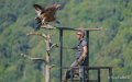 vautour-a74_07631