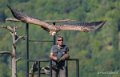 vautour-a74_07633