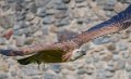 vautour-a74_07634