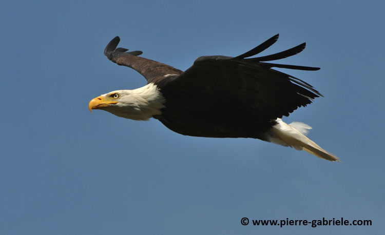 aigle-americain_1570.jpg