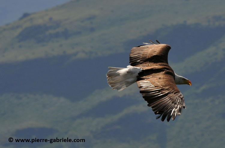 aigle-americain_1580.jpg