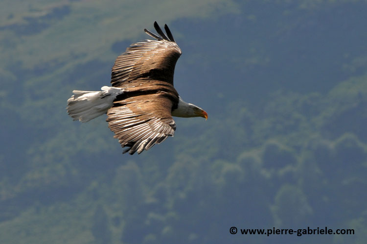 aigle-americain_1581.jpg