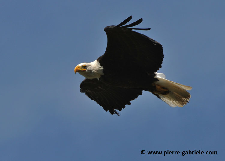 aigle-americain_1589.jpg