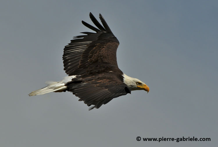 aigle-americain_1615.jpg