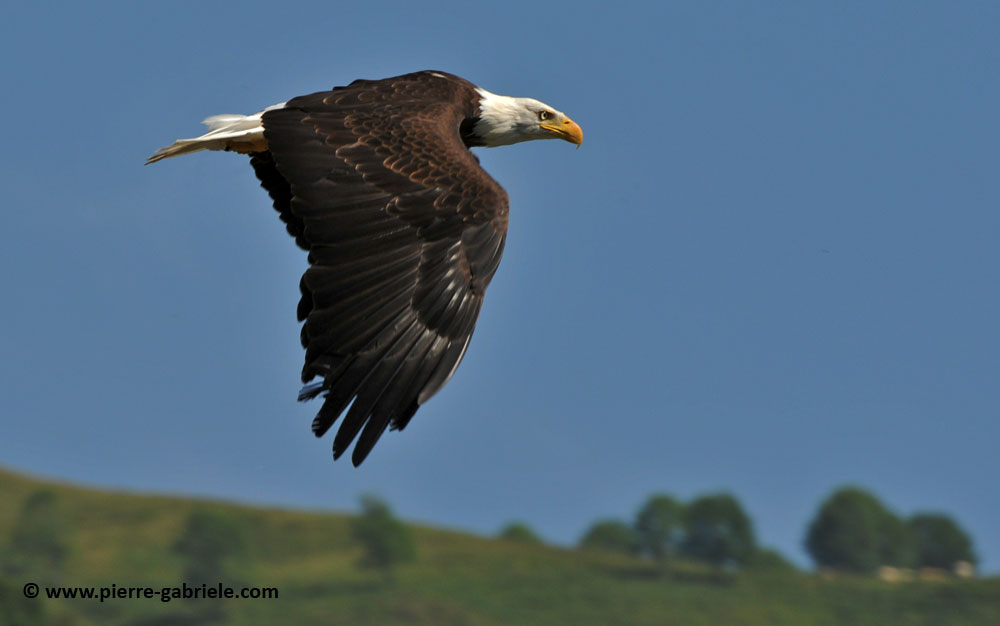 aigle-americain_1621.jpg