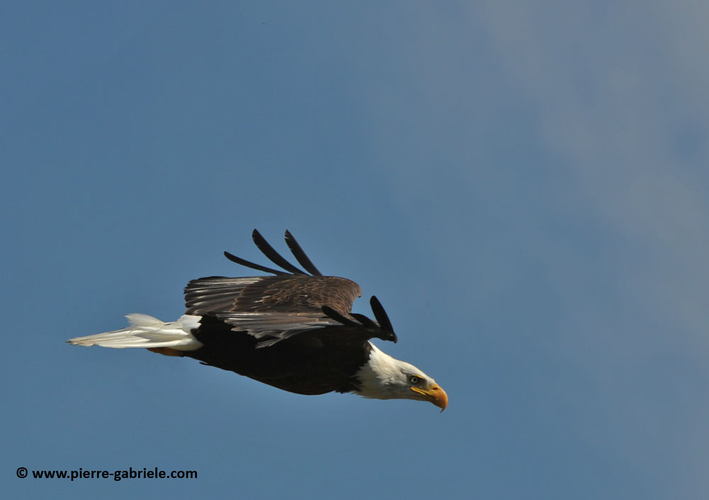 aigle-americain_1624.jpg