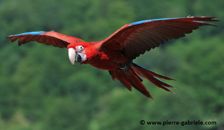 ara-rouge_1767.jpg