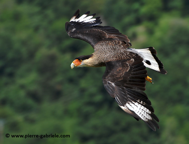 caracara_1451.jpg