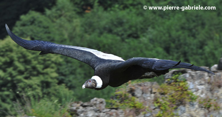 condor_1277.jpg