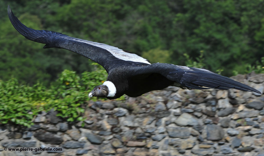 condor_1279.jpg
