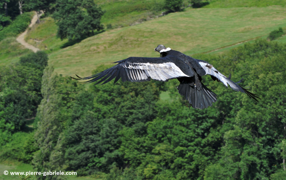 condor_1751.jpg