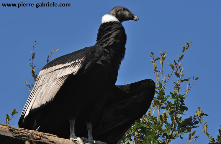 condor_3626.jpg