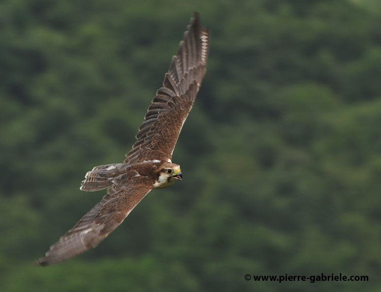 faucon_1125.jpg