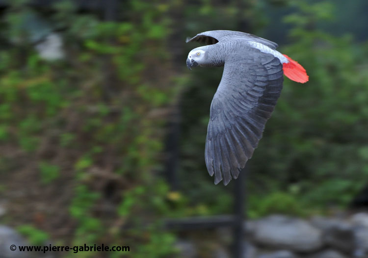 grisdugabon_1063.jpg