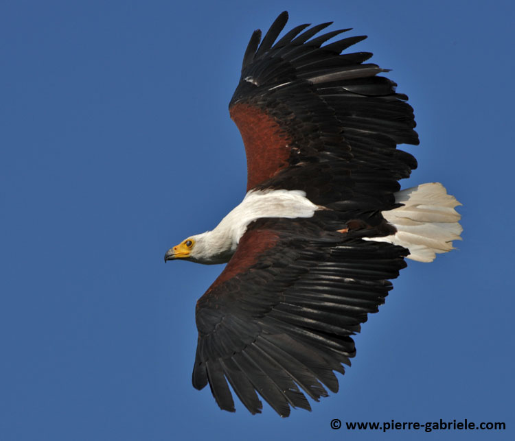 pygargue_3464.jpg