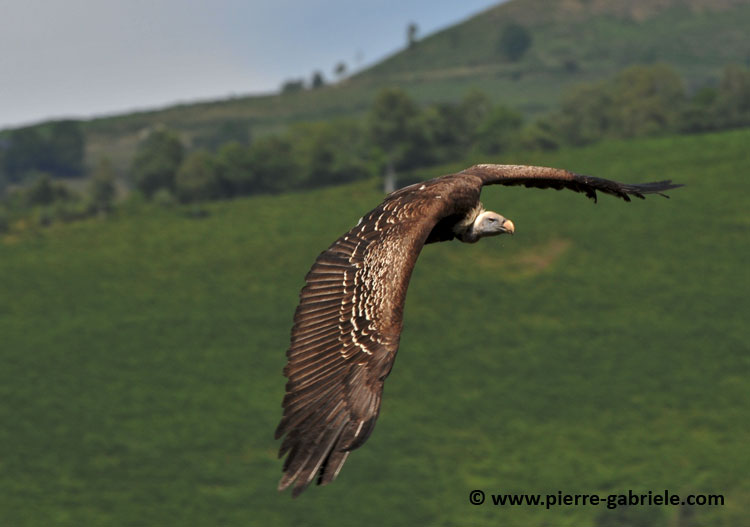 vautour_1515.jpg