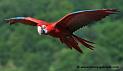 ara-rouge_1767