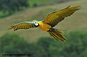 arableu_1078