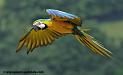 arableu_1079