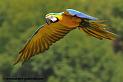 arableu_1083