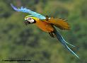 arableu_1085