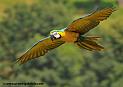 arableu_1089