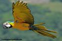 arableu_1096
