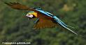 arableu_1319