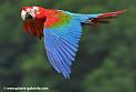 ararouge_1066