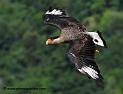 caracara_1451