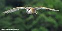 effraie_1210