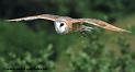 effraie_1222