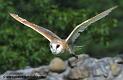 effraie_1227