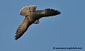 faucon_3491