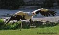 serpentaire_3521
