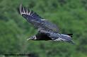 vautour-urubu_1267