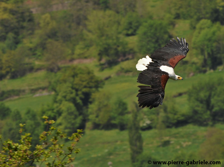 pygargue_2079.jpg