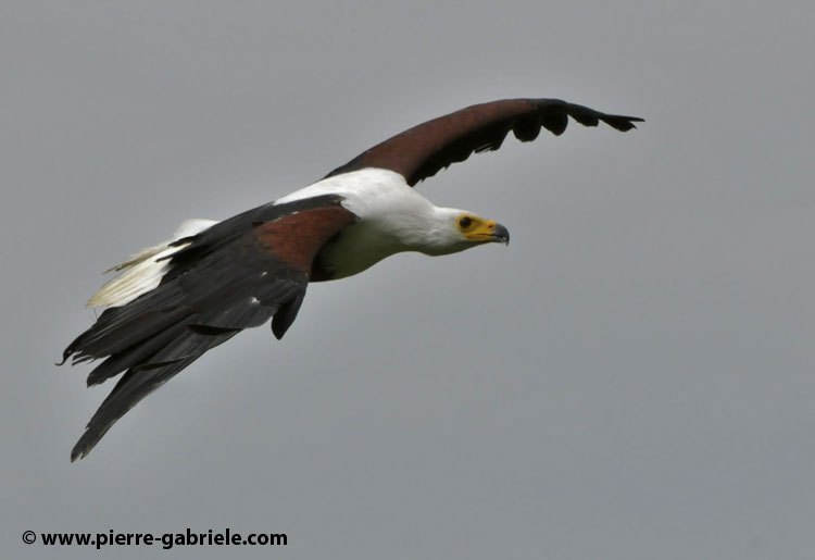pygargue_3442.jpg