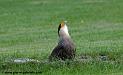 caracara_0548